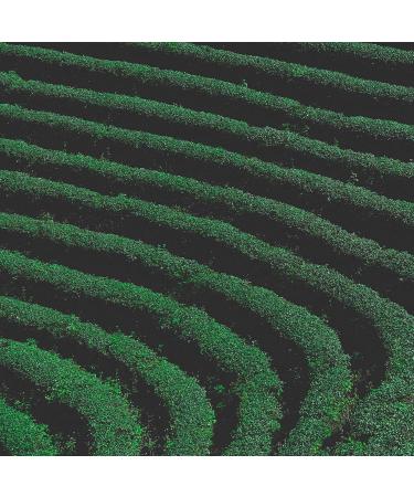 Harendong Light Oolong Tea - Premium Indonesian Oolong Direct from Farmers - Fine Mild & Naturally Sweet (200g) - Buy Online on GoSupps.com