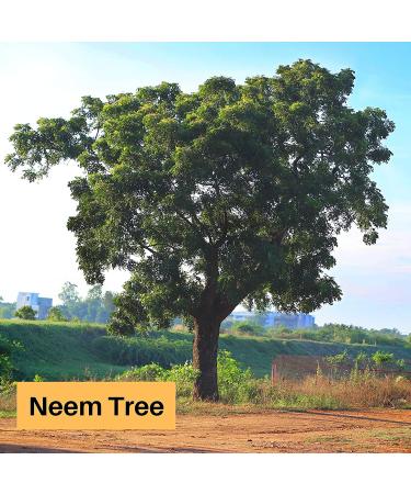 Organic Neem Leaf Powder - 100% Pure Azadirachta Indica - 4.4oz (USDA Certified) - Buy Online on GoSupps.com