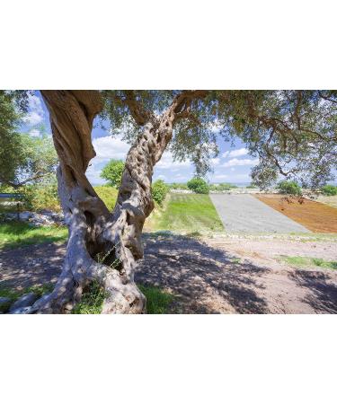 Oleificio Mallia - Extra virgin olive oil cold pressed with Olip chili pepper | 250 ml bottle of Italian extra virgin olive oil - Buy Online on GoSupps.com