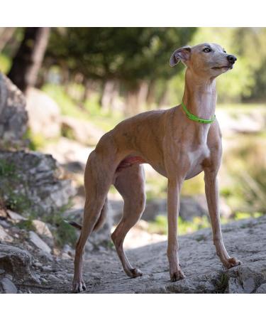 Croci Niki Natural Defense Adjustable Dog Collar with Neem Oil - Size 75 cm - Buy Online on GoSupps.com
