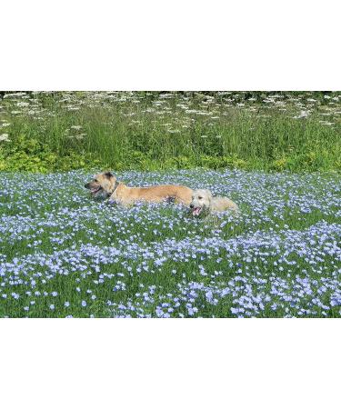 Just Linseed Oil - Natural Pet Supplement - British Cold Pressed Extra Virgin Linseed (Flaxseed) Oil 1 Litre - Buy Online on GoSupps.com