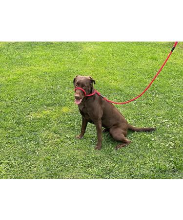 All-in-One Dog Headcollar Lead and Halter - Anti-Pull Solution (Red) - Buy Online on GoSupps.com