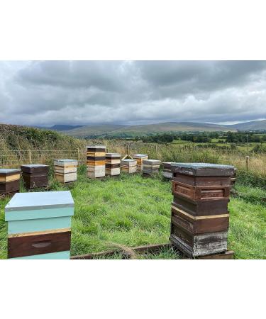 Gwenyn Gruffydd - British Blossom Honey 3kg Bulk Catering Tub - 100% Pure Natural Unpasteurized Raw Honey - Bulk Honey 3kg - Unheated - Gluten Free - Premium Honey from Non-Sugar Fed Bees UK - Buy Online on GoSupps.com