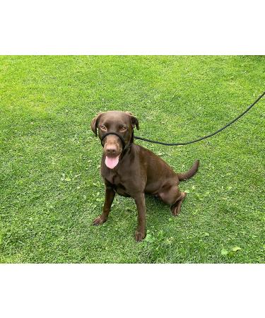 All-in-One Dog Headcollar Lead and Halter - Anti-Pull Solution (Red) - Buy Online on GoSupps.com