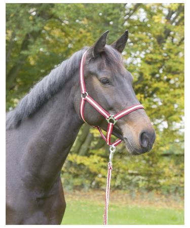 Kerbl Nylon Halter Hippo Nylon Halter for Pony Shetty Full Cob XFull 6 Colors Size 00 red