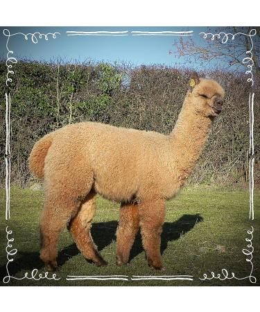 Bird Nesting Material (Alpaca Fibre) Wool Natural Organic - Buy Online on GoSupps.com