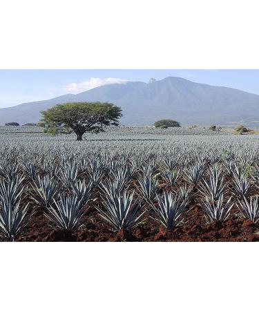 Madhava Organic Amber Agave 46oz - Pack of 2 | Pure and Natural Sweetener - Buy Online on GoSupps.com