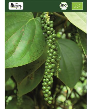Buy Biojoy ORGANIC Green Pepper Whole (1 kg) - Premium Green Peppercorns for Mill - International Shipping Available - Buy Online on GoSupps.com