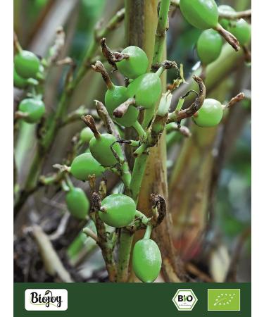 Biojoy Organic Cardamom Pods (250g) Whole and Green Cardamom (Elettaria cardamomum) - Buy Online on GoSupps.com