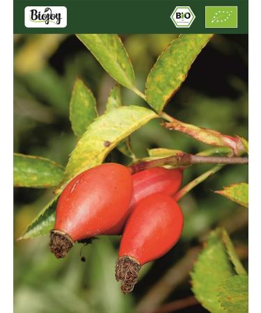 Buy Organic Rosehip Seeds 500g | Dried Whole Rosa Canina for Herbal Tea - Biojoy - Buy Online on GoSupps.com