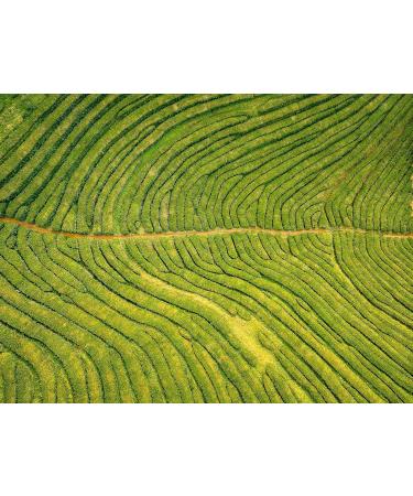 Dethlefsen Balk tepemando BIO black tea mix kbA Black Sench s ginger senasy DE KO006 aromaized 1 kg - Buy Online on GoSupps.com