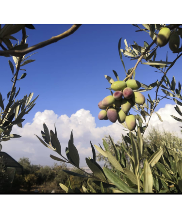 Dibeen Farms extra virgin olive oil 2 liters - cold pressed - Buy Online on GoSupps.com