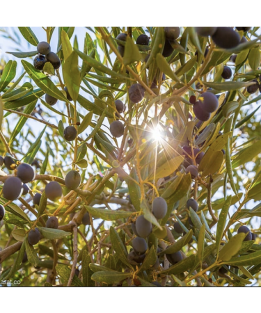 Dibeen Farms extra virgin olive oil 2 liters - cold pressed - Buy Online on GoSupps.com