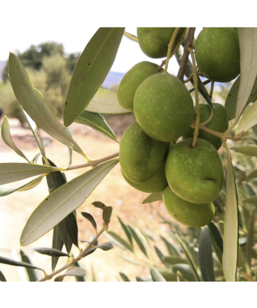 Dibeen Virgin olive oil from Dibeen farms - cold pressed - Buy Online on GoSupps.com