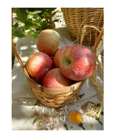 Natural Fermented Waterless Concentrated Apple Cider Vinegar 500ml Glass - Buy Online on GoSupps.com