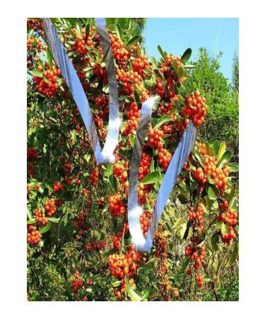 Repel Holographic Bird Control System Reflector Strip - 120 Mt - Buy Online on GoSupps.com