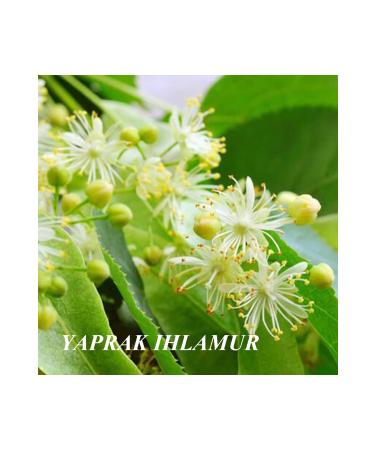 Numenore Leaf Linden from Black Sea Forests (100 Grams) - Buy Online on GoSupps.com