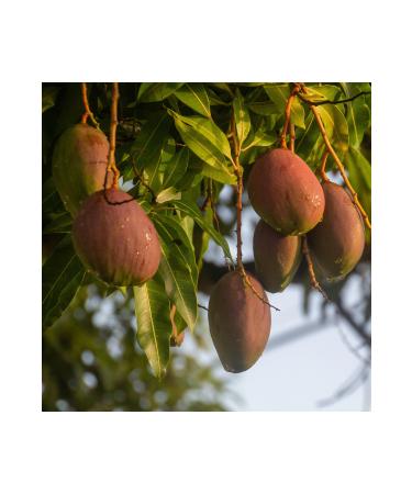 Dr. Mom Hand Organic Cosmetics Mango Butter (Oil) 250gr 0 Pure and Natural Cold Pressed Unrefined - Buy Online on GoSupps.com