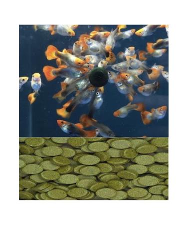 AMORE Tropical Mix Granules 125 Ml Livebearing Fish Food and Spirulina Tablets 12 Pieces and Vitamin Set - Buy Online on GoSupps.com