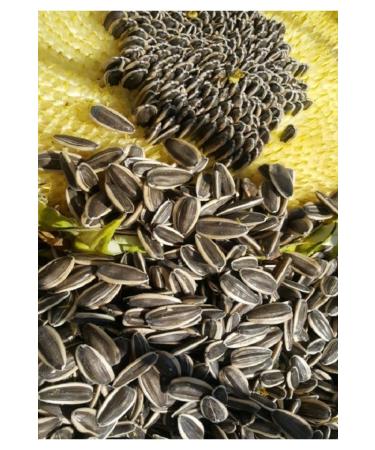 han melipetstore Alaca (Ala) Striped Seeds (Medium Size Grain) 3Kg