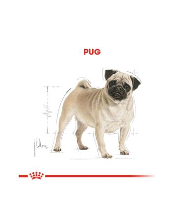 Royal Canin Pug Adult 1.5 Kg. TazeMama Express5763 - Buy Online on GoSupps.com