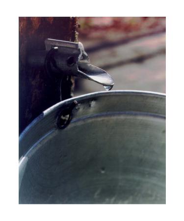 Prestige Maple Prestige Maple Maple Syrup 250 ml (330 gr) Highest Quality - Amber Canada Grade A Maple Syrup - Buy Online on GoSupps.com