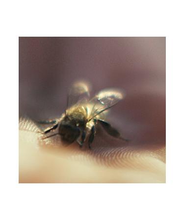 Guerlain Abeille Royale - Rich Day Cream that Firms Smoothes and Brightens the Skin 50 ml - Buy Online on GoSupps.com