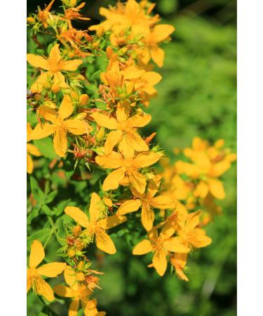Ancient Healing St. John's Wort Oil - (20 Ml) - Buy Online on GoSupps.com