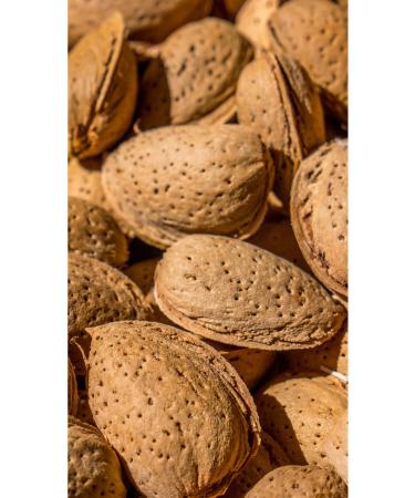 GURUYEM BOX shelled almondsNatural and Nutritious Shelled Almonds - Healthy Snack 1kg