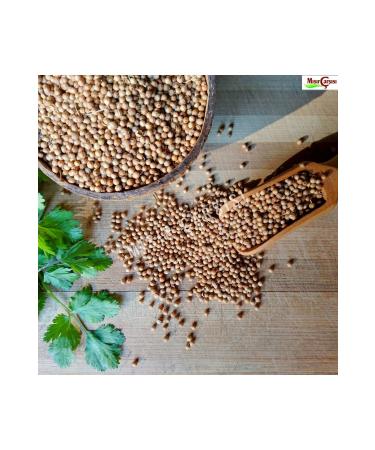 Batman Spice Bazaar Coriander Seeds -(KG)