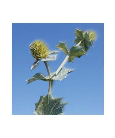 Yves Rocher - Anti-Shine 50 SPF Face Cream - For Oily Skin - 40ml - Buy Online on GoSupps.com