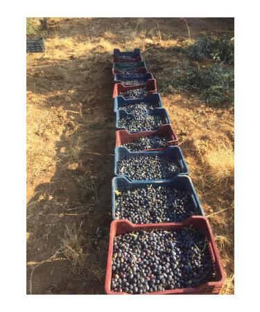 mut pearl olive & olive oil Sun Dried Black Sele Olives - Buy Online on GoSupps.com