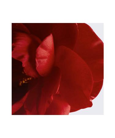 Chanel N 1 DE CHANEL POWDER-TO-FOAM CLEANSER Facial Cleanser 25g - Buy Online on GoSupps.com