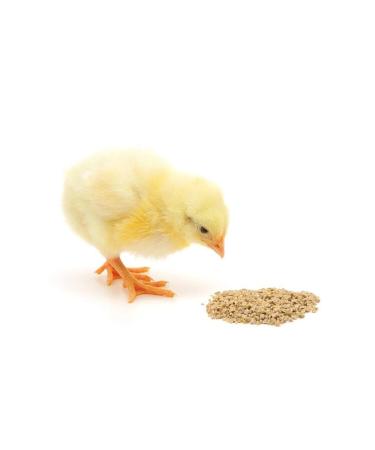 ZLEM YEM Koz Yem 5 Kg Powder Chick Feed (SUITABLE FOR CHICKS DUCKS GOOSE QUAILS ALL POULTRY)