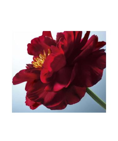 Yves Rocher Ultra Nourishing Shining Glow Lipstick Nourishes and moisturizes lips! 3.5 g - Buy Online on GoSupps.com