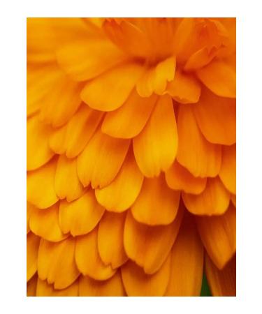 Yves Rocher Cleansing Milk - Anti-Wrinkle Pur Calendula Nourishing for Mature Skin - Prebiotic - Buy Online on GoSupps.com