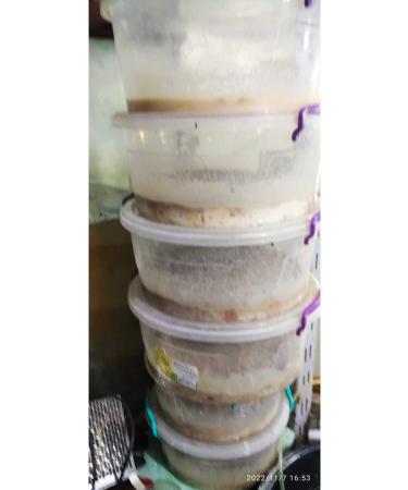 Ko lar Micro Worm Culture Fish Food.