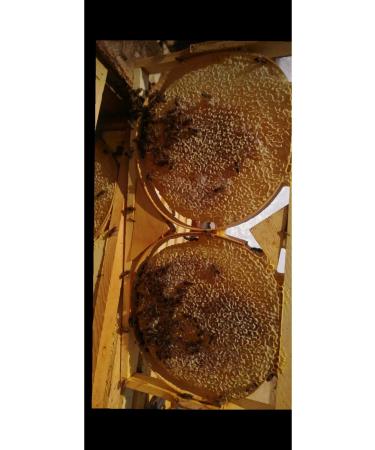 Anonymous Black Comb Honey is a Natural Honey. It is between 2 800gr and 3 500gr.