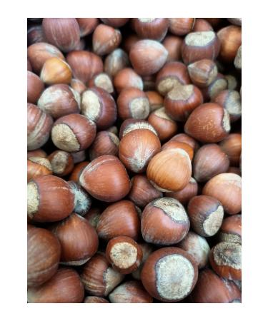 ZANGOO Local 1st Quality Trabzon Chubby Hazelnuts in Shell 1KG - Buy Online on GoSupps.com