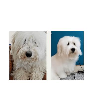 Stylish exculusive pet cosmetics Organic Shampoo for White Dogs and Cats to Prevent Shedding 250 ml - Buy Online on GoSupps.com