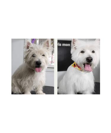 Stylish exculusive pet cosmetics Organic Shampoo for White Dogs and Cats to Prevent Shedding 250 ml - Buy Online on GoSupps.com