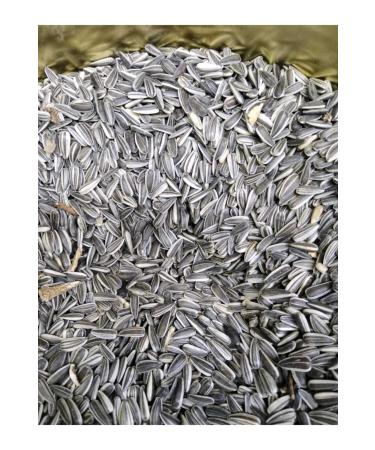 Sevgipet Parakeet Seed 3 Kg