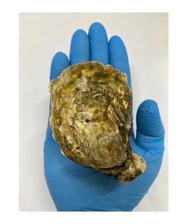 Takasu Oyster Premium XL 3-pack - Buy Online on GoSupps.com