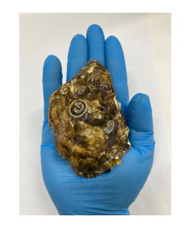 Takasu Oyster Premium XL 3-pack - Buy Online on GoSupps.com