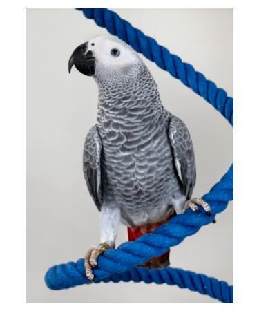 Psittacus PSITTACUS HIGH ENERGY PRODUCTION 12 Kg - Buy Online on GoSupps.com