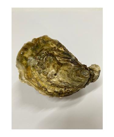 Takasu Oyster Premium XL 3-pack - Buy Online on GoSupps.com