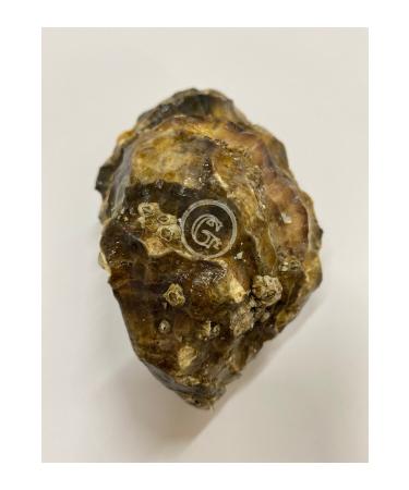 Takasu Oyster Premium XL 3-pack - Buy Online on GoSupps.com