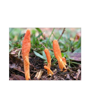 Authentic Flavors Cordyceps Mushroom (Cordyceps Mushroom) - Buy Online on GoSupps.com