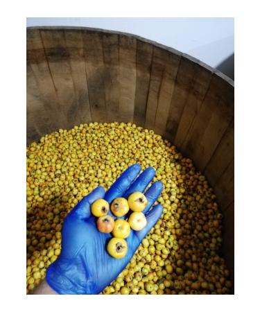 Sherbetci Ismail Efendi Hawthorn Vinegar (FROM OAK BARREL) 500 ml