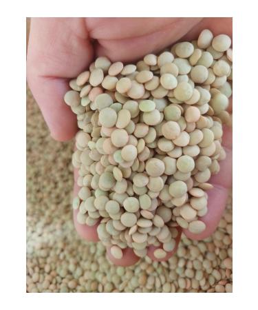 irfan bakliyat Village Bulgur 1 Kg Rice 1kg Green Lentil 1 Kg Red Lentil 1 Kg (Village Product) (Natural) - Buy Online on GoSupps.com